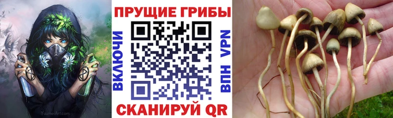 Псилоцибиновые грибы мицелий Ясный