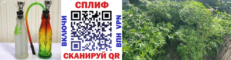 Канабис план сколько стоит Ясный